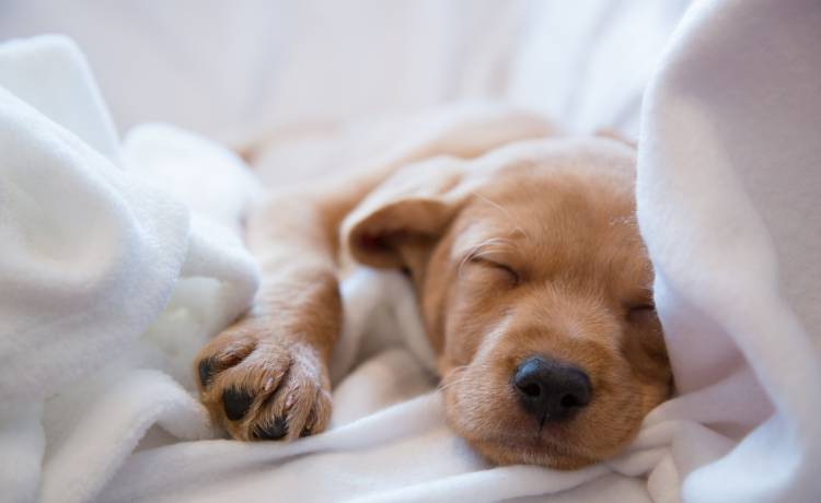 Szczeniak w... limonkowym kolorze! Niezwykle narodziny w Północnej Karolinie [ZDJĘCIA]