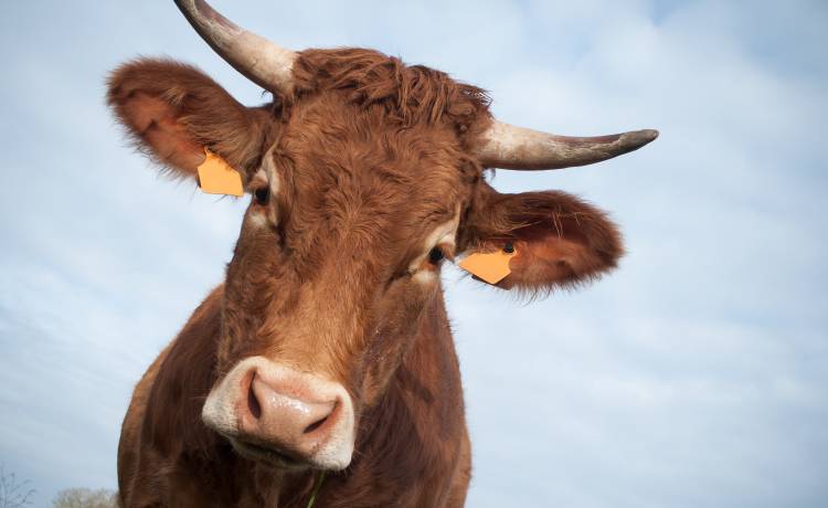 Byk uciekł z zagrody i... zaszył się w lesie. Pracownicy nadleśnictwa opublikowali specjalny komunikat! [FOTO]