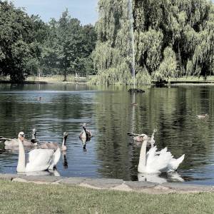 To znaleziono w żołądku martwego łabędzia. Fundacja apeluje do ludzi [FOTO]