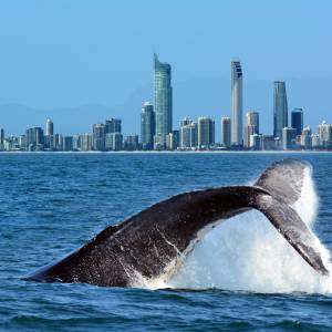 Nurek amator uratował wieloryba. Zamiast nagrody, czego go grzywna