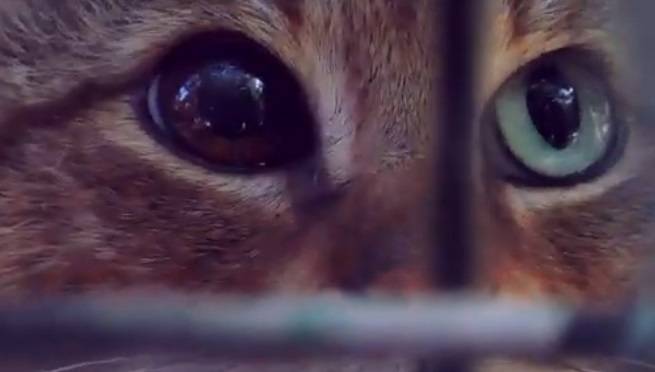 Niesamowite odkrycie na Korsyce! "Koto-lis" istnieje [WIDEO]