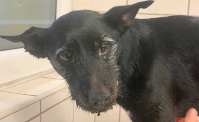 Zizi potrzebuje pomocy! Kat wlał jej do pyska płyn do płukania toalet 