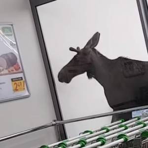 Łoś poza prawem. Zwierzę zdemolowało stoisko z alkoholem i uciekło do lasu