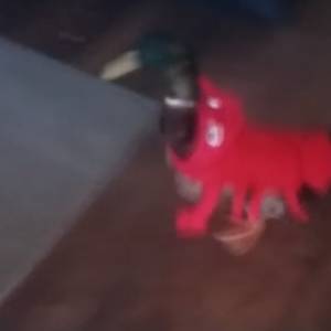 Ta kaczka ma już strój na karnawał! [WIDEO]