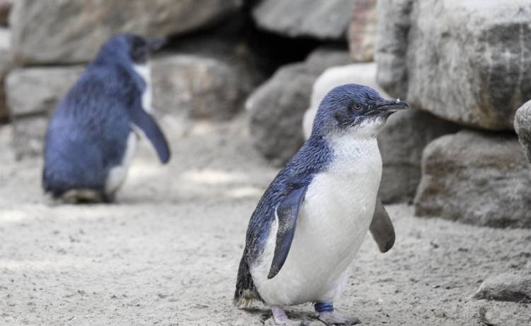 Pingwin na pasie startowym. Dokąd chciał lecieć?