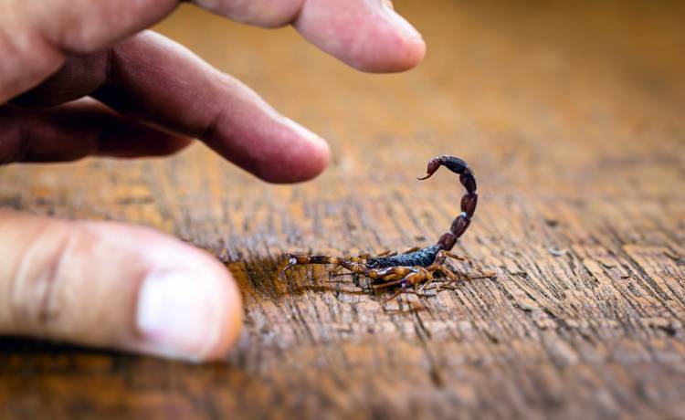 Jadowite skorpiony atakują ludzi. Tragedia w Egipcie. Nie żyją 3 osoby