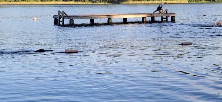 O krok od nieszczęścia. Atakujący aligator podpłynął do grupy dzieci [WIDEO]