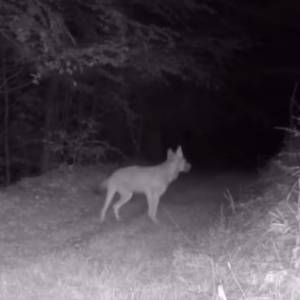 Wataha wilków nocą. Tak wygląda polowanie... "Natura jest piękna" [WIDEO]