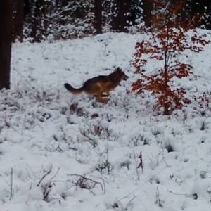 Polowanie na... obiad? Wilk zrobił to tuż przed obiektywem kamery! [WIDEO]