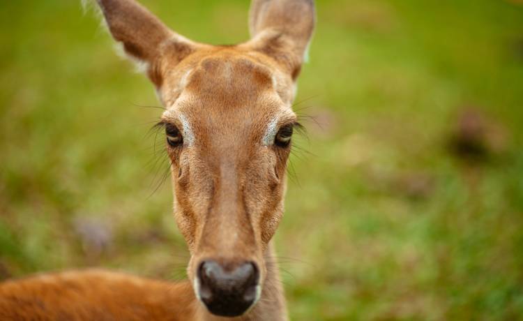 Zatrzymał autobus i udzielił pomocy małej sarence. Poruszająca historia wzrusza do łez!