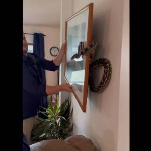 Za ich obrazem ukrył się wąż. Rozmiar pytona zdziwił nawet ekspertów [WIDEO]