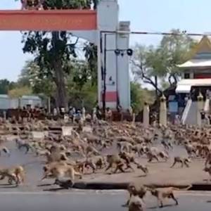 Dzikie zwierzęta na ulicach? Tak wygląda rzeczywistość podczas pandemii koronawirusa! [ZDJĘCIA]