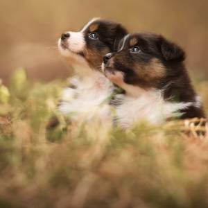 Małego szczeniaczka porwała... sowa! Szczęśliwy finał nieprawdopodobnej historii