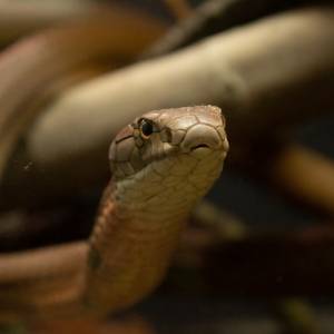 Ścieliła łóżko i zdębiała. W jej pościeli spał bardzo niebezpieczny wąż