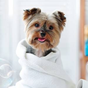 Kąpanie psa - jak często to robić?