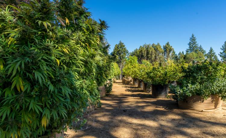 Polacy aresztowani we Włoszech. Hodowali konopie indyjskie