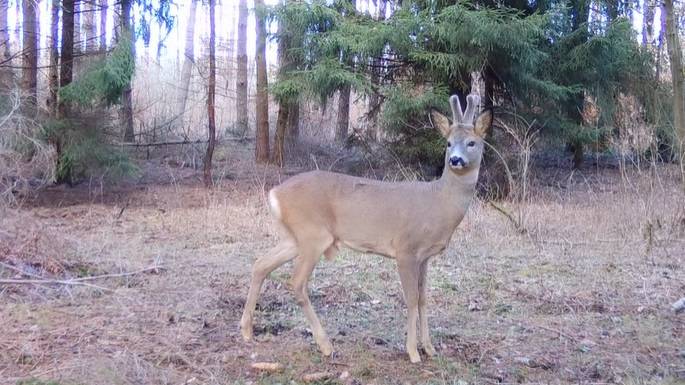 Romanse dzikich zwierząt zarejestrowała ukryta kamera. "Ale to jest słodkie!" [WIDEO]