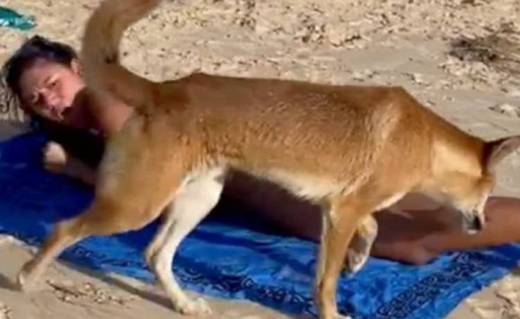 Atak na plażowiczkę! Gdy kobieta odsłoniła ciało, rzuciło się na nią dzikie zwierzę [WIDEO]