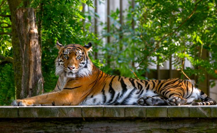 Carole Baskin wygrała w sądzie. Przejmuje zoo "Króla Tygrysów"