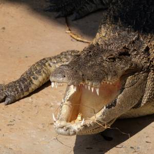 Horror na przyjęciu urodzinowym dla dzieci. Aligator omal nie odgryzł ręki swojej trenerce [WIDEO]