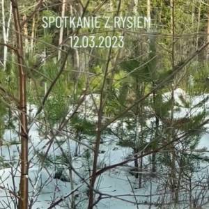 Ryś dumnie kroczy tuż przed maską samochodu. Takie nagranie to rzadkość! [WIDEO]