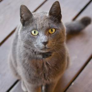 "Koci dziadek" skradł serca internautów! 