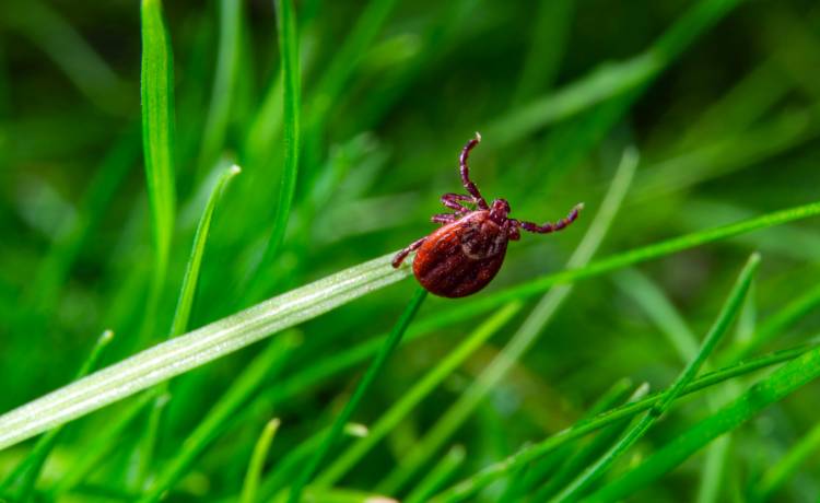 Choroby przenoszone przez kleszcze. To nimi możesz się zarazić