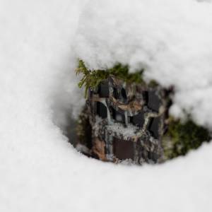 Zaskakujące, co uchwycił aparat. Zdjęcie z lasu jest testem na spostrzegawczość! [FOTO]