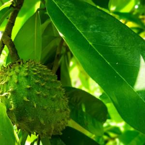 Niezwykły owoc. Jego właściwości mogą być przełomem w medycynie 