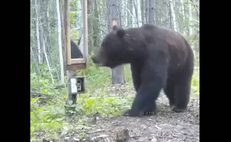 Niedźwiedź zobaczył swoje odbicie w lustrze. Fotopułapka uchwyciła jego reakcję. Nagranie to hit! [WIDEO] 