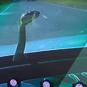 Kierowca przeżył szok. Na masce jego samochodu wylądował wąż [WIDEO]   