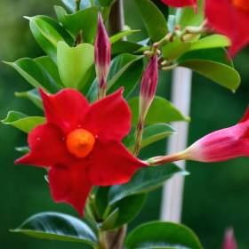 Dipladenia – kwiat, który podbija polskie balkony! Jak ją pielęgnować?