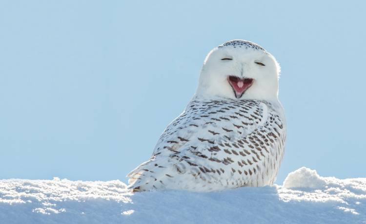 The Comedy Wildlife Photography Awards 2021, czyli najzabawniejsze zdjęcia dzikich zwierząt. Te kadry poprawią Ci humor! [FOTO]