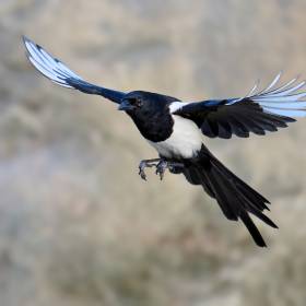 Co zwiastuje sroka? Niewiele osób wie, co oznacza jej obecność w pobliżu