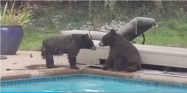 Niedźwiedzie urządziły sobie kąpiel w prywatnym basenie. Interweniowała policja!                                                                             