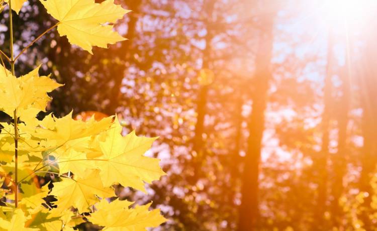 Tanie jesienne dekoracje. Wiemy gdzie szukać! 