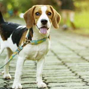 Bobi trafił do Księgi Rekordów Guinnessa. Jeszcze żaden pies nie żył tak długo!