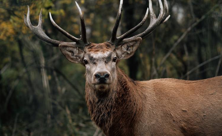 Była w lesie i nagrała... walkę potężnych jeleni. Takie ujęcia to rzadkość! [WIDEO]