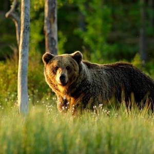 Rosja, cyrkowy niedźwiedź dopadł kobietę podczas występu!                         