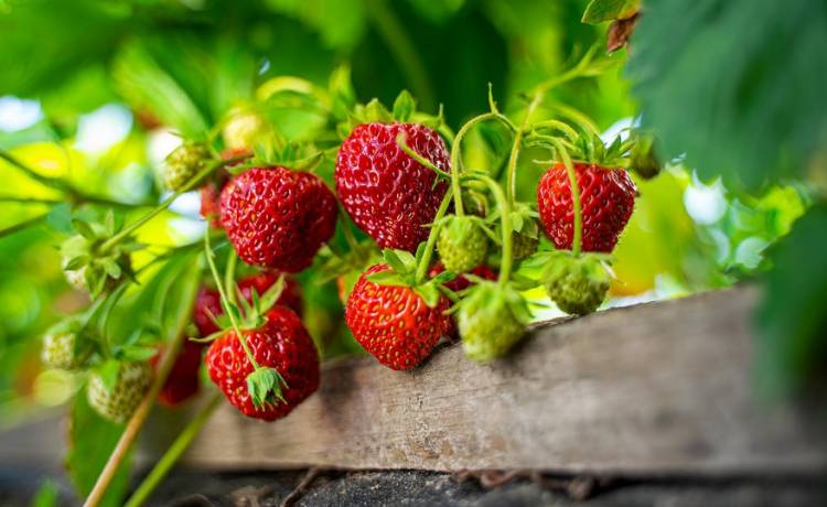 Chciał mieć swoje truskawki, więc wysypał na balkon tonę ziemi. Konstrukcja nie wytrzymała... [WIDEO]