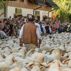 Gdzie można zobaczyć redyk w 2025 roku? Terminy i lokalizacje dla miłośników tradycji 