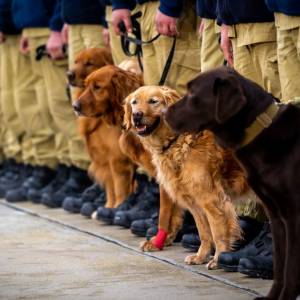 Poznajcie psich bohaterów. To oni pracowali z ratownikami w Turcji! [FOTO]