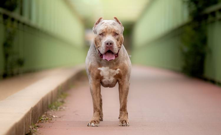 Te psy zostaną tam zdelegalizowane. Premier podjął decyzję