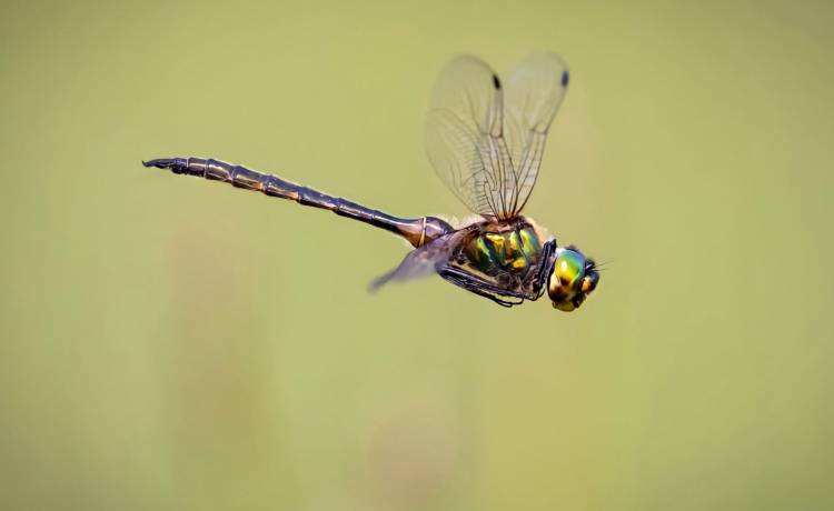 Czy skrzydła owadów wykształciły się ze skrzeli? Zaskakujące wyniki badań