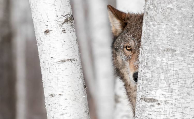 Chcieli uratować topiącego się psa... Okazało się, że to był wilk