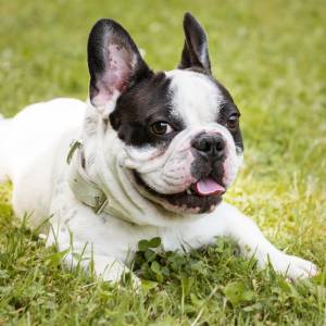 U psa przeprowadzono "lifting twarzy". Tak wygląda teraz 