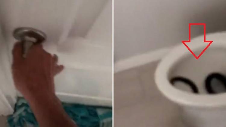 Podniosła deskę sedesową i zamarła. "Wiele osób myślało, że jest sztuczny". Wielki wąż był prawdziwy [WIDEO]