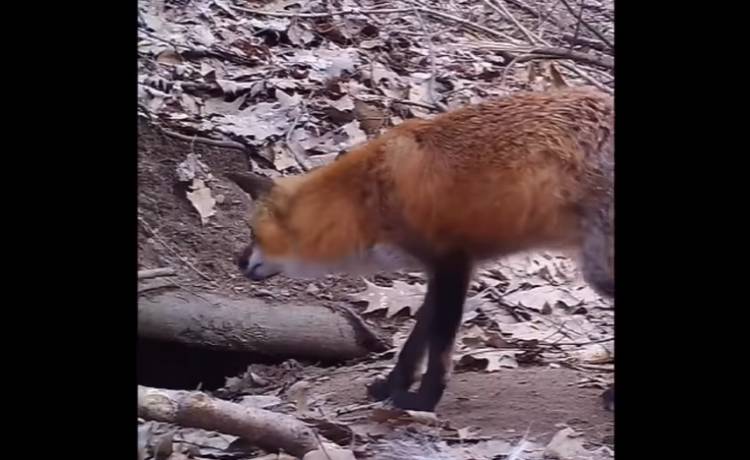 Lisie czułości w kamerze. Nic słodszego dzisiaj nie zobaczycie! [WIDEO]