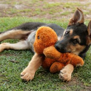 Bezdomny owczarek tułał się po ulicach miasta. Przy sobie miał pluszowego misia. Dlaczego? Powód wzruszy każdego [FOTO]
