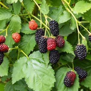 Ten sezonowy przysmak zaskakuje. Sprawdź, dlaczego warto go jeść codziennie!